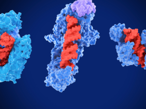 Auditing Principles and Practices (5)